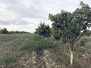 Orchard, Ashtarak, Aragatsotn
