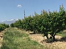 Բերքատու այգի, Արմավիր, Արմավիր