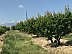 Agricultural land, Armavir, Armavir