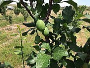 Orchard, Ashtarak, Aragatsotn