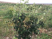 Orchard, Ashtarak, Aragatsotn