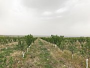 Orchard, Ashtarak, Aragatsotn