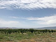 Orchard, Ashtarak, Aragatsotn