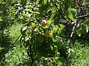 Առանձնատուն, 1 հարկանի, Օհանավան, Արագածոտն