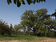 Orchard, Dzoraghbyur, Kotayk