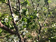 Orchard, Ashtarak, Aragatsotn