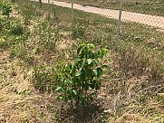 Orchard, Ashtarak, Aragatsotn