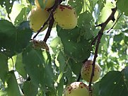 Առանձնատուն, 1 հարկանի, Օհանավան, Արագածոտն