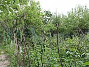 Առանձնատուն, 1 հարկանի, Ավան, Երևան