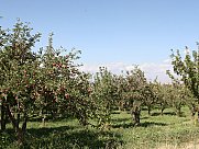 Orchard, Dzoraghbyur, Kotayk