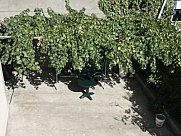 Առանձնատուն, 2 հարկանի, Մեծ Կենտրոն, Երևան