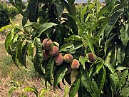 Orchard, Ashtarak, Aragatsotn
