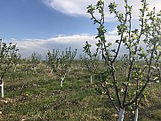 Orchard, Ashtarak, Aragatsotn