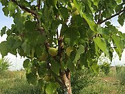 Orchard, Ashtarak, Aragatsotn