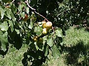 Առանձնատուն, 1 հարկանի, Օհանավան, Արագածոտն
