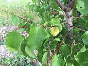 Orchard, Ashtarak, Aragatsotn