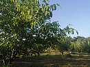 Сельскохозяйственный участок, Гарни, Котайк