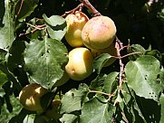 Առանձնատուն, 1 հարկանի, Օհանավան, Արագածոտն