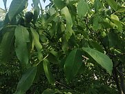 Сельскохозяйственный участок, Гарни, Котайк