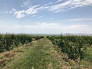 Orchard, Ashtarak, Aragatsotn